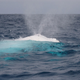 Illustration for article titled These rare photos of Migaloo the albino humpback whale are astonishing